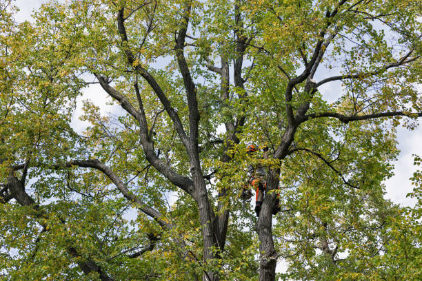 How Our Tree Care Process Works  in  Waymart, PA